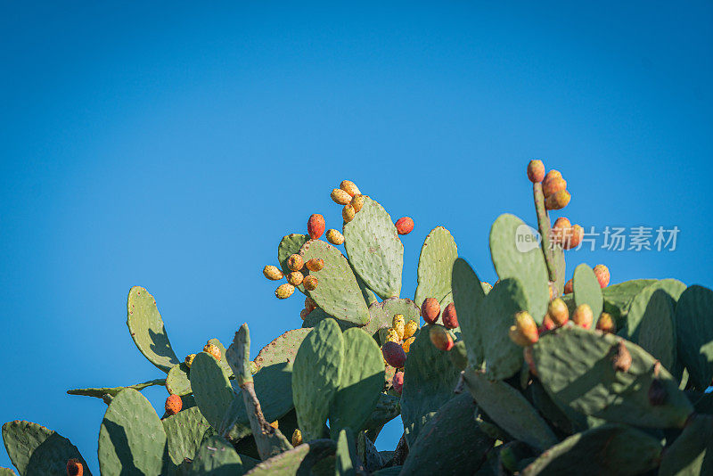 Opuntia Ficus Indica，仙人掌。